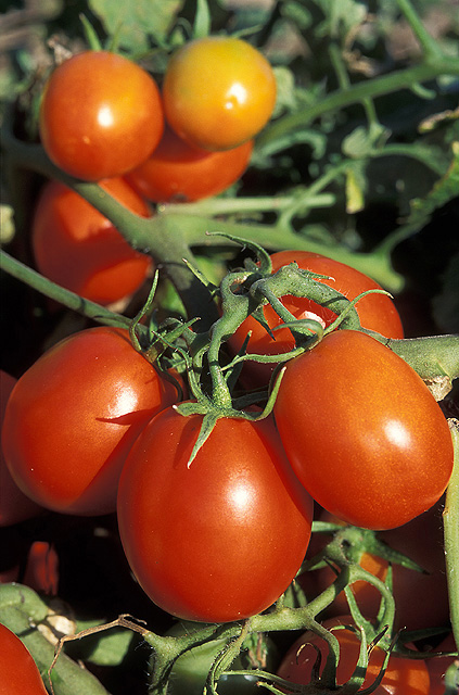Tomato peeler - Agromeccanica srl - chestnut