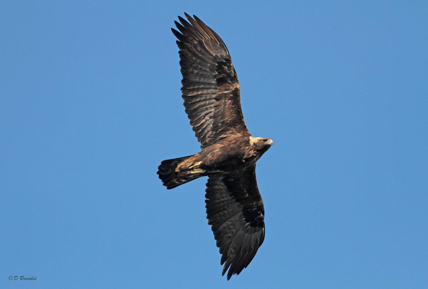 Migratory Patterns Of Eastern Golden Eagle Population Revealed,Leftover Tri Tip Recipes