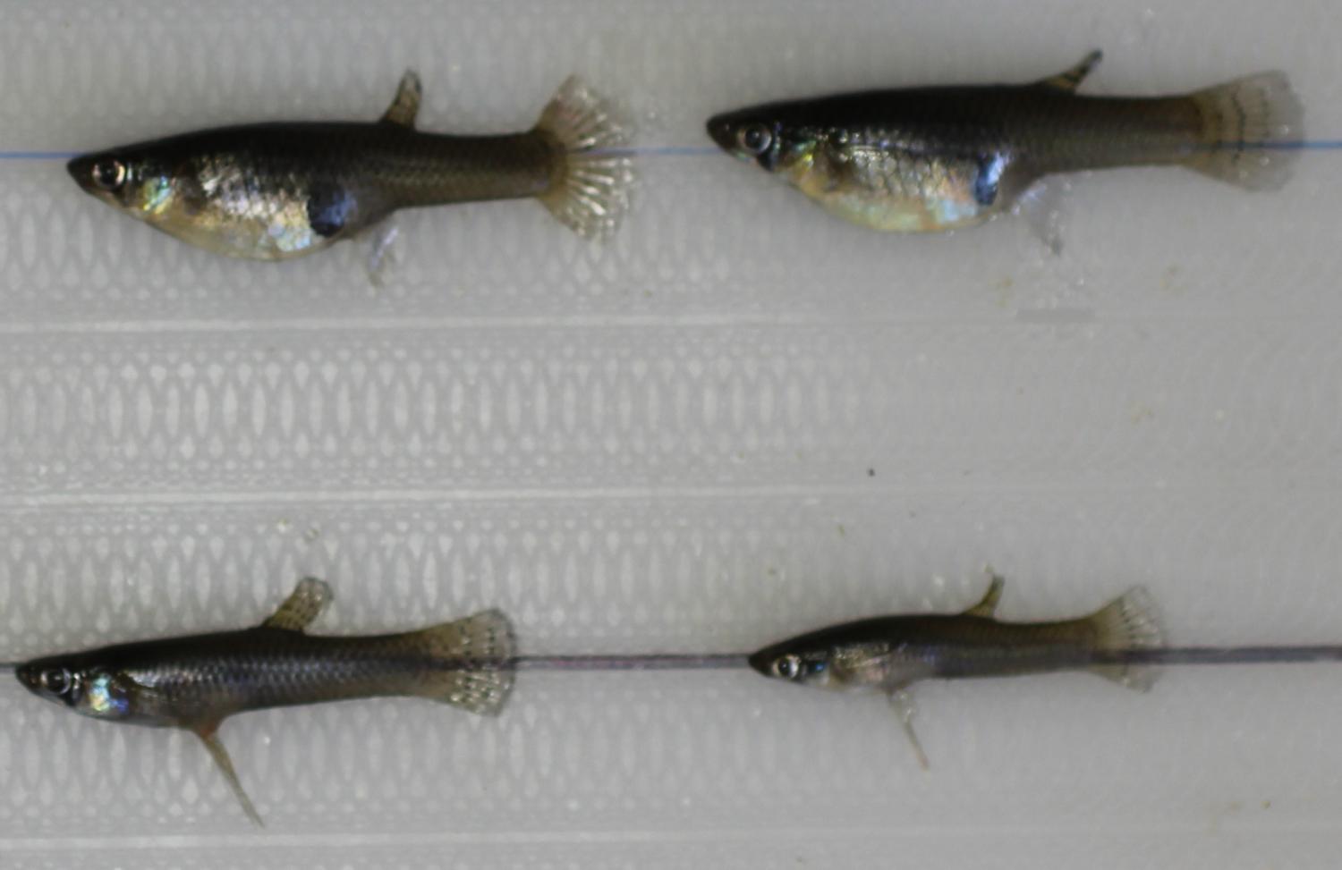 Pond Stocking Fish - GAMBUSIA MINNOWS ​(MOSQUITOFISH)