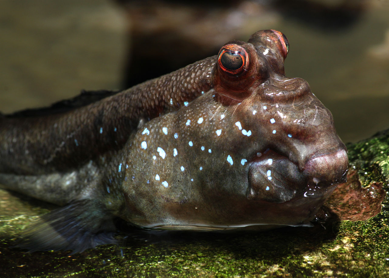 Mudskipper fish may offer clues about development of tongue in land animals