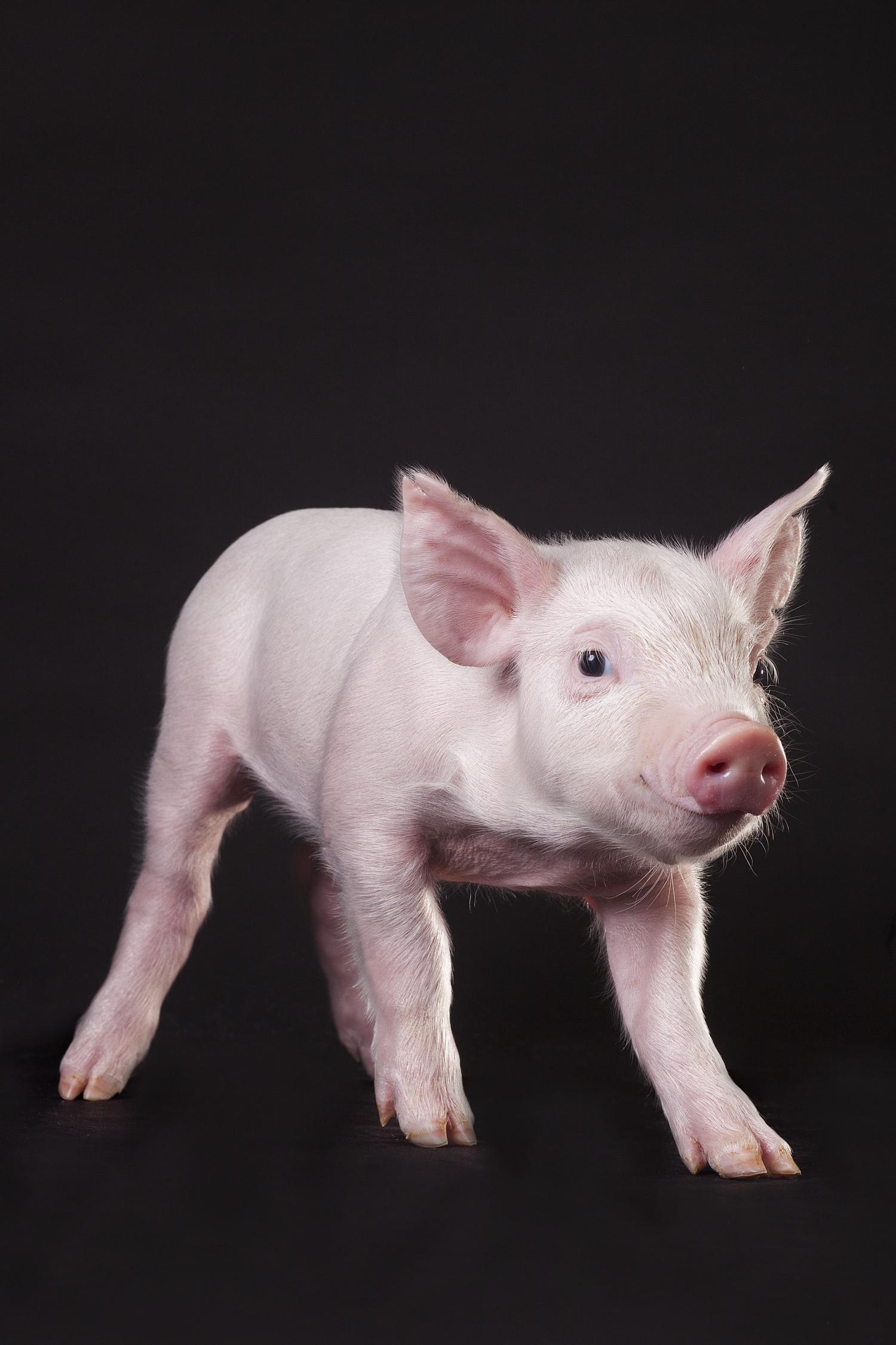 Pigs that are resistant to incurable disease developed