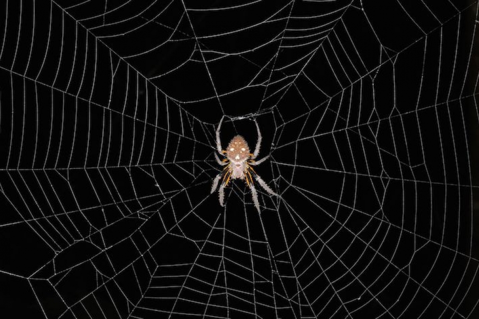 У какого паука черная паутина. Паук на черном фоне. Паук на паутине. Паутина на черном фоне. Паутина черная с пауками.