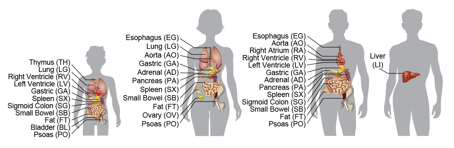 Scientists Reveal Epigenome Maps Of The Human Body S Major Organs