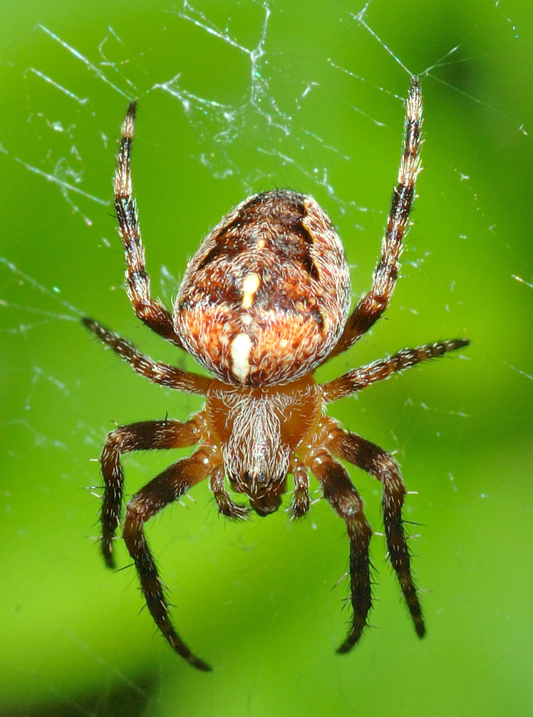 Spider web - Wikipedia