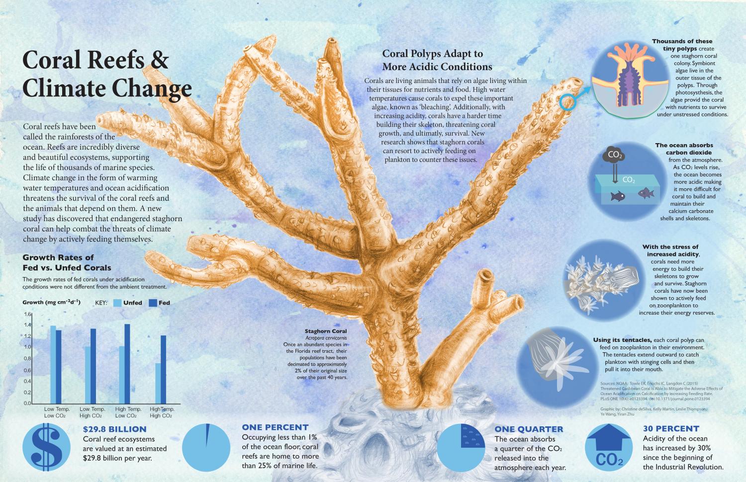 Staghorn Coral: Science
