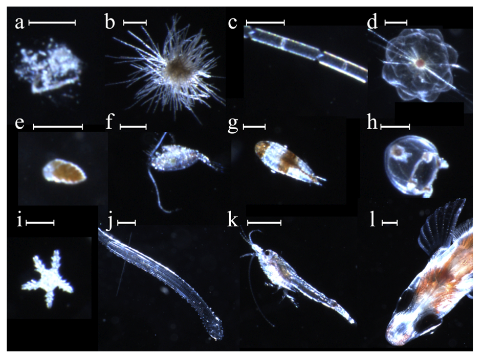 Зоопланктон уровень. Планктон зоопланктон. Зоопланктон и фитопланктон. Фитопланктон зоопланктон Бентус. Phalacroma rotundatum фитопланктон.