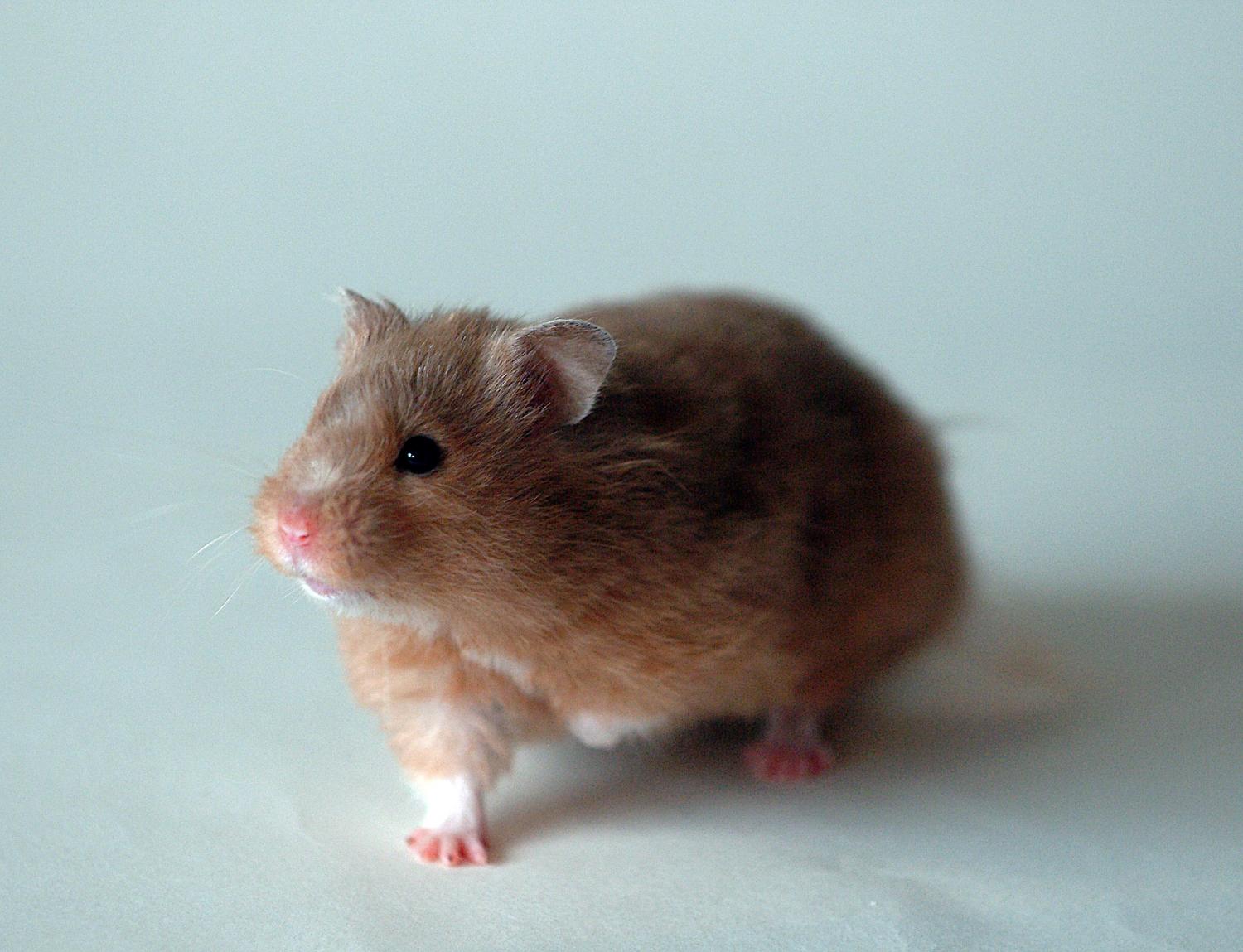 These 6 Tips Will Prolong Your Hamster's Life