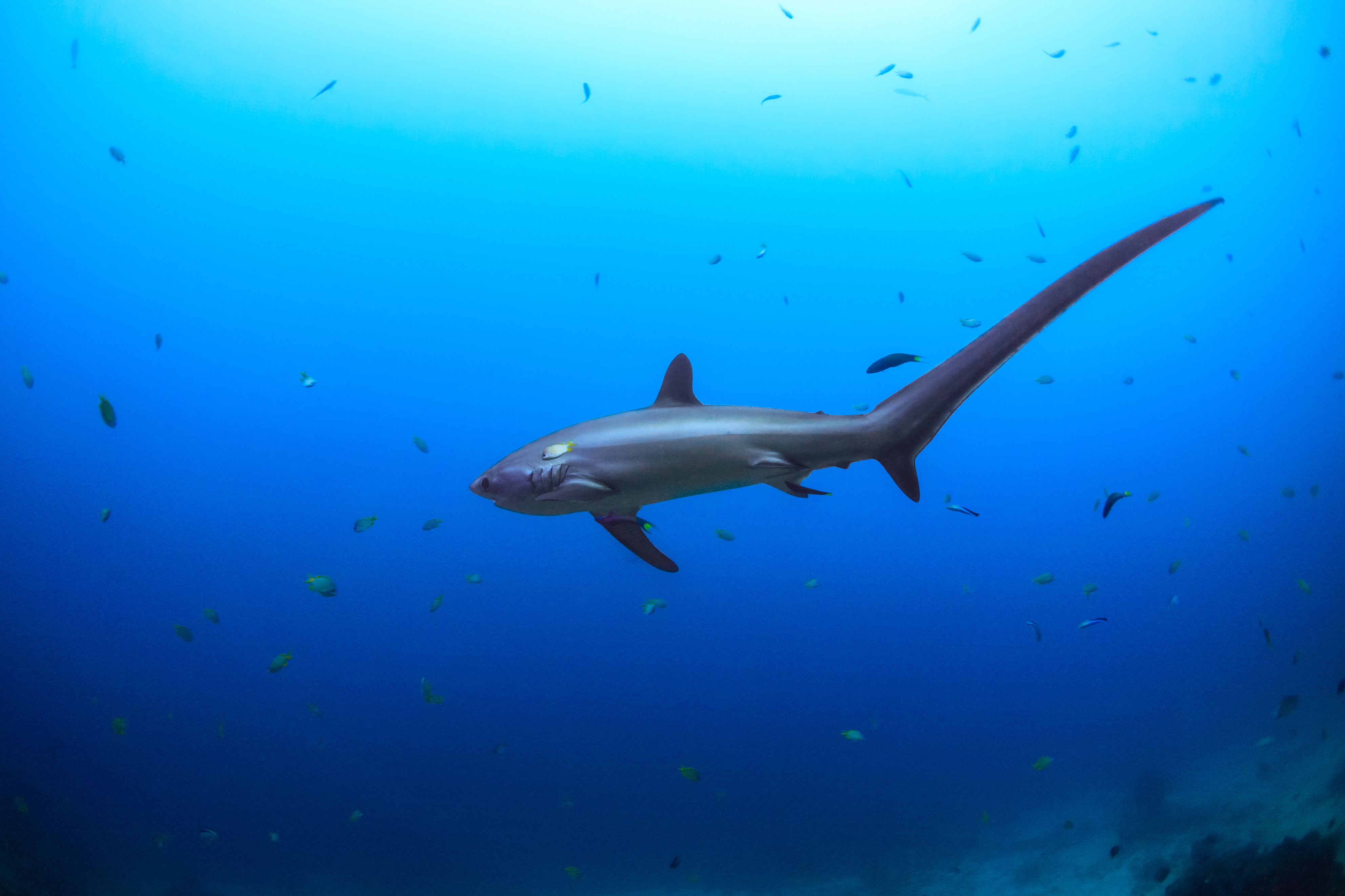 Tracking a rarely seen, endangered 'ninja' shark in the philippines