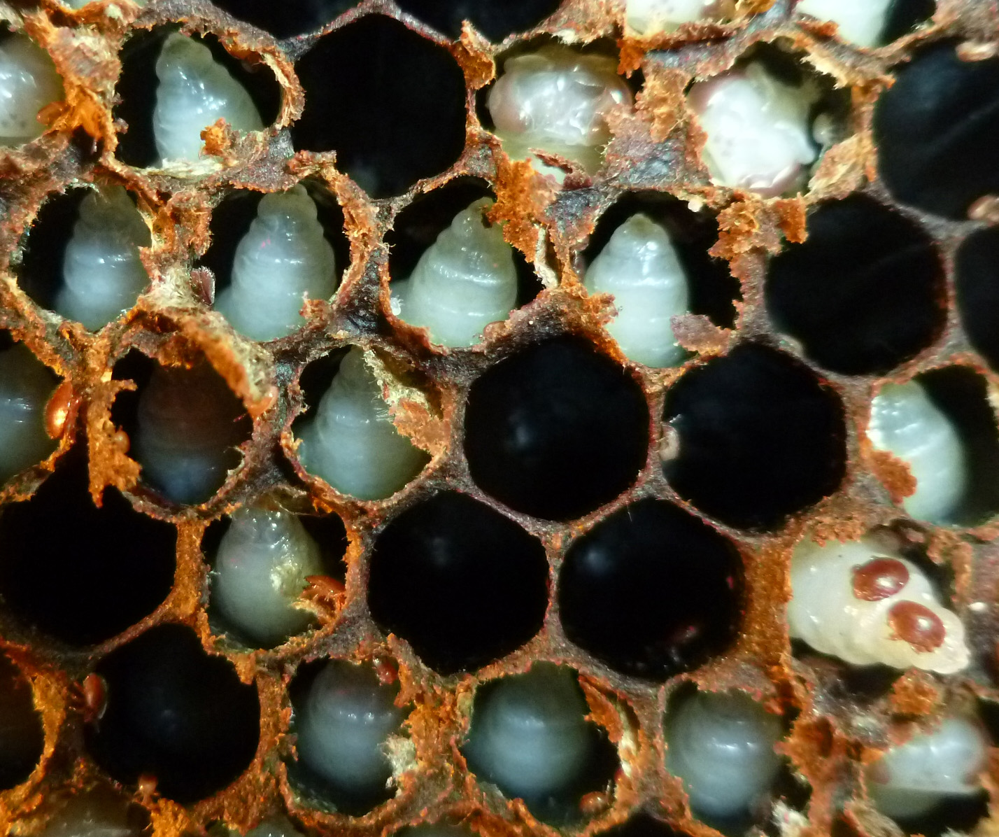 Тропилелапсоз пчел. Болезни пчел мешотчатый расплод. Аскосфероз пчел. Болезнь пчел аспергиллез. Аспергиллез (каменный расплод).