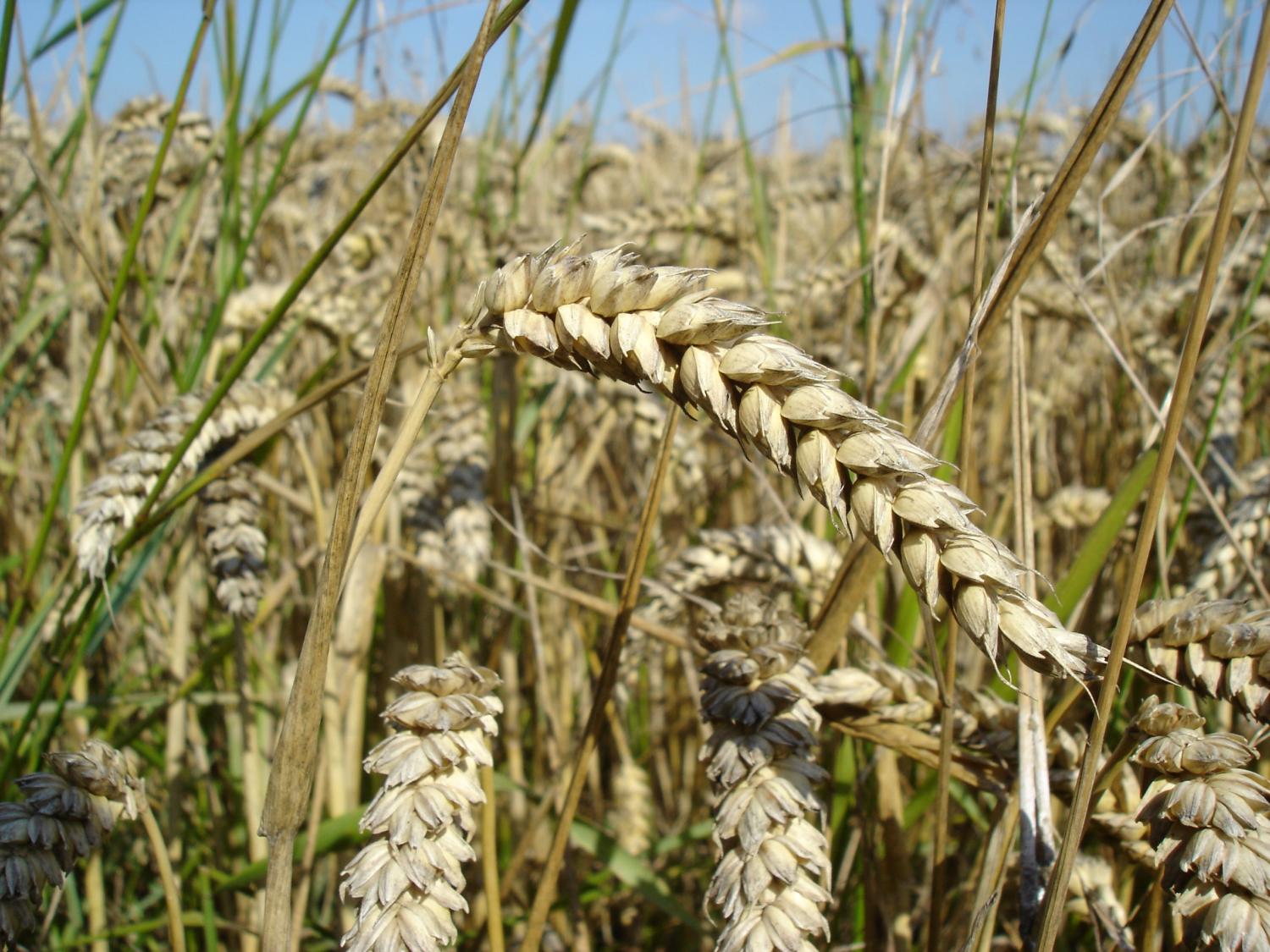 New research shows how disruption in wheat trade can affect food security