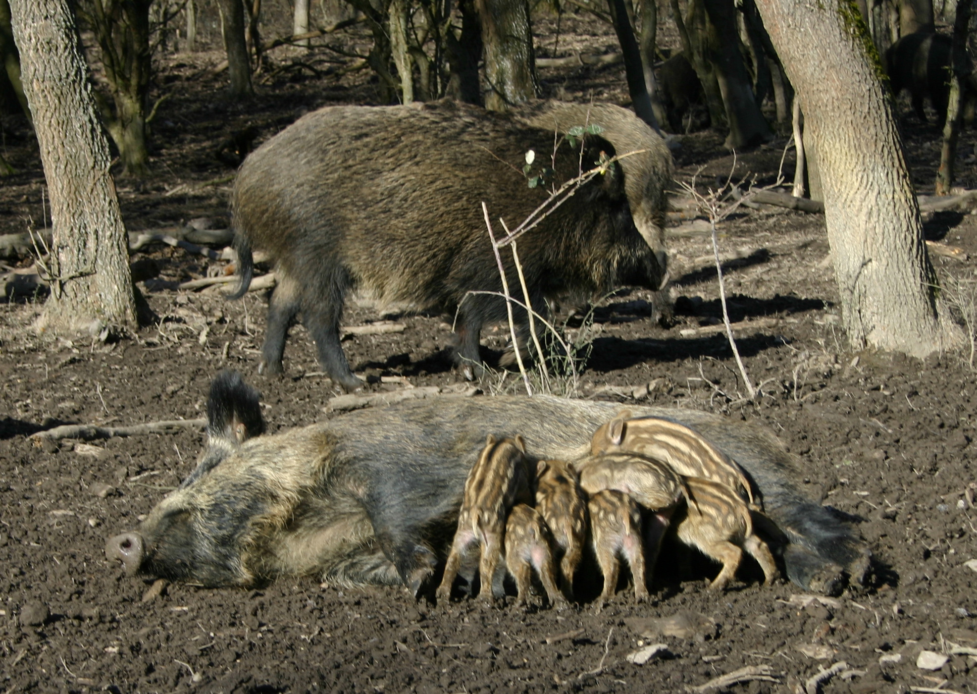 How To Survive A Wild Boar Attack Hog Basic Safety Tips