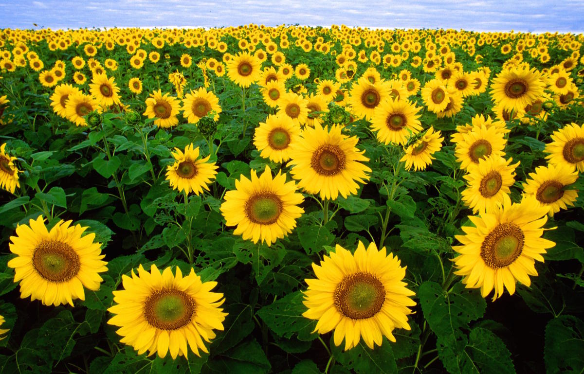 Sunflower  Discover latest arrivals from Sunflower at STOY – stoy