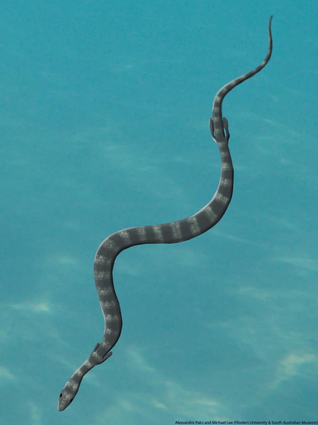 Sea Snakes See in Technicolor: A Reversal of Ancestral Vision Loss