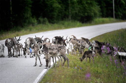 To Avoid Deer Strikes, Finland Is Painting Deer Antlers With Reflective  Paint, Smart News