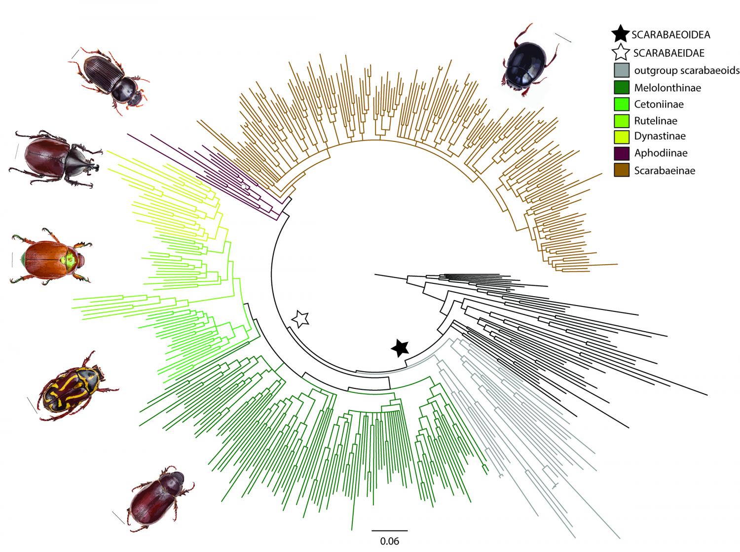 New evidence connects dung beetle evolution to dinosaurs