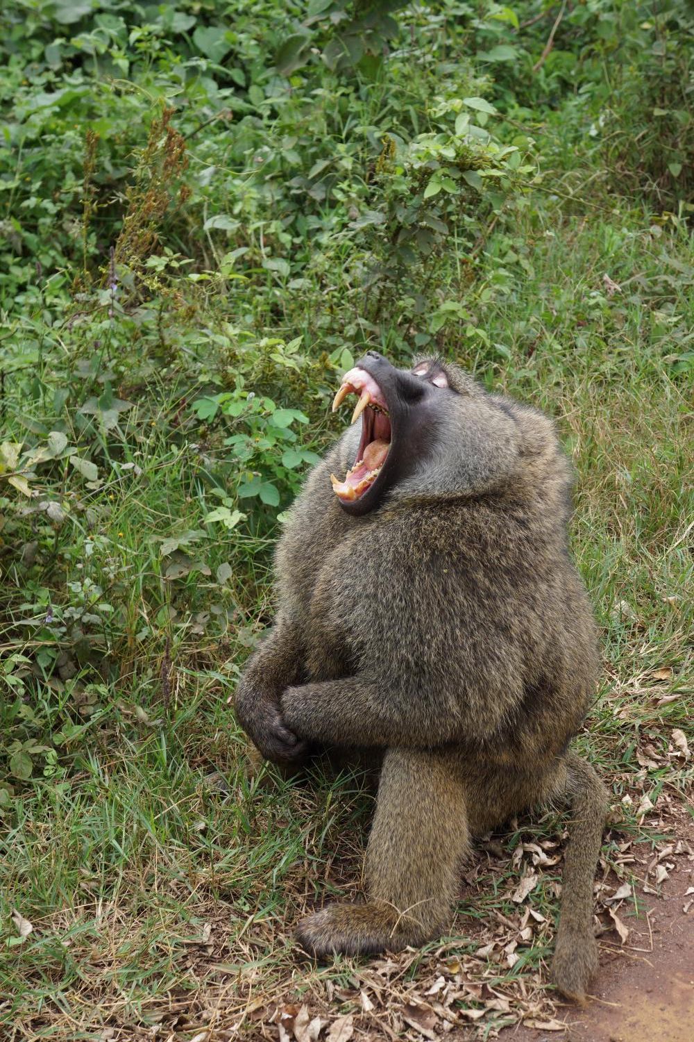Changes in primate teeth linked to rise of monkeys