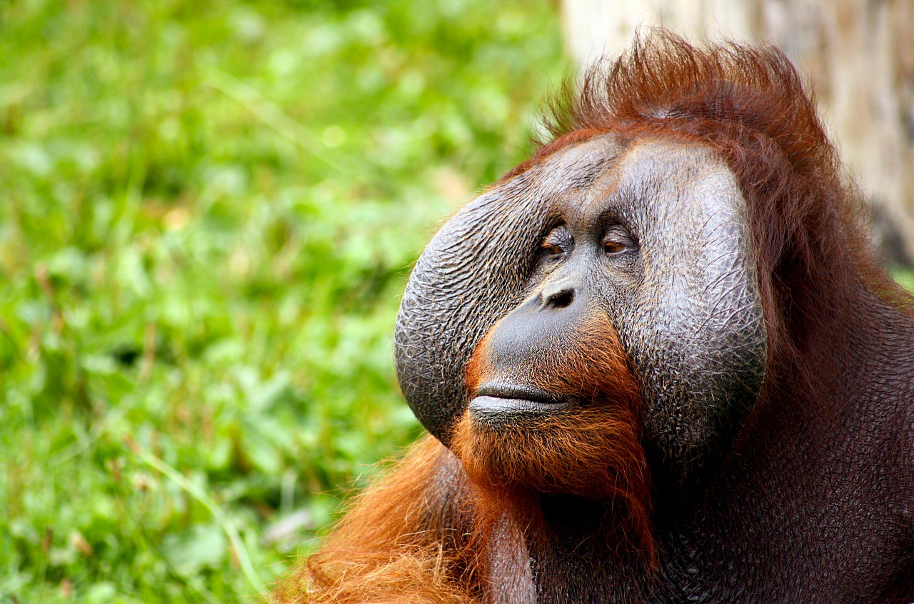  An orangutan with large cheek pads is looking to the right with a thoughtful expression on its face.