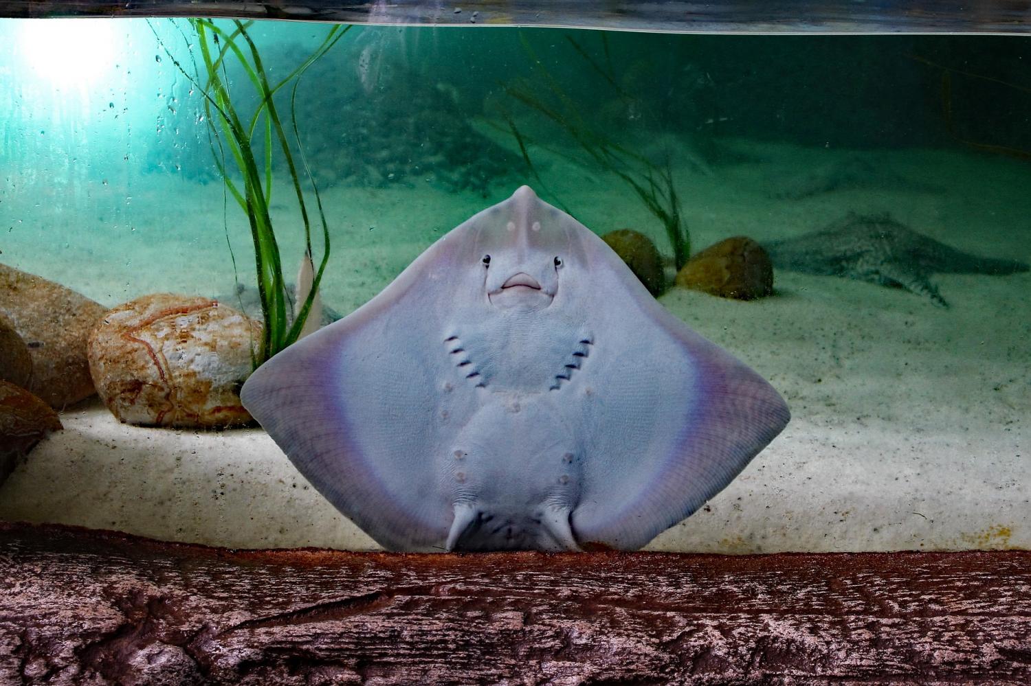 Stingrays found to chew their food before swallowing