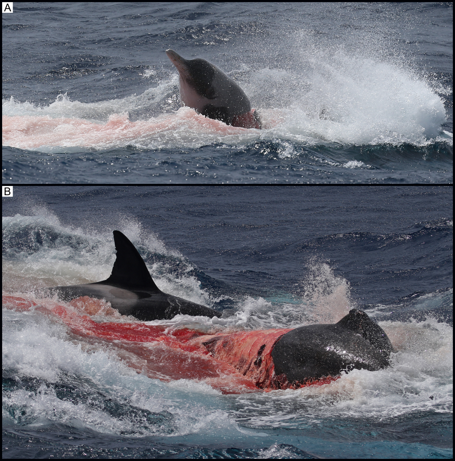 killer whales eating people
