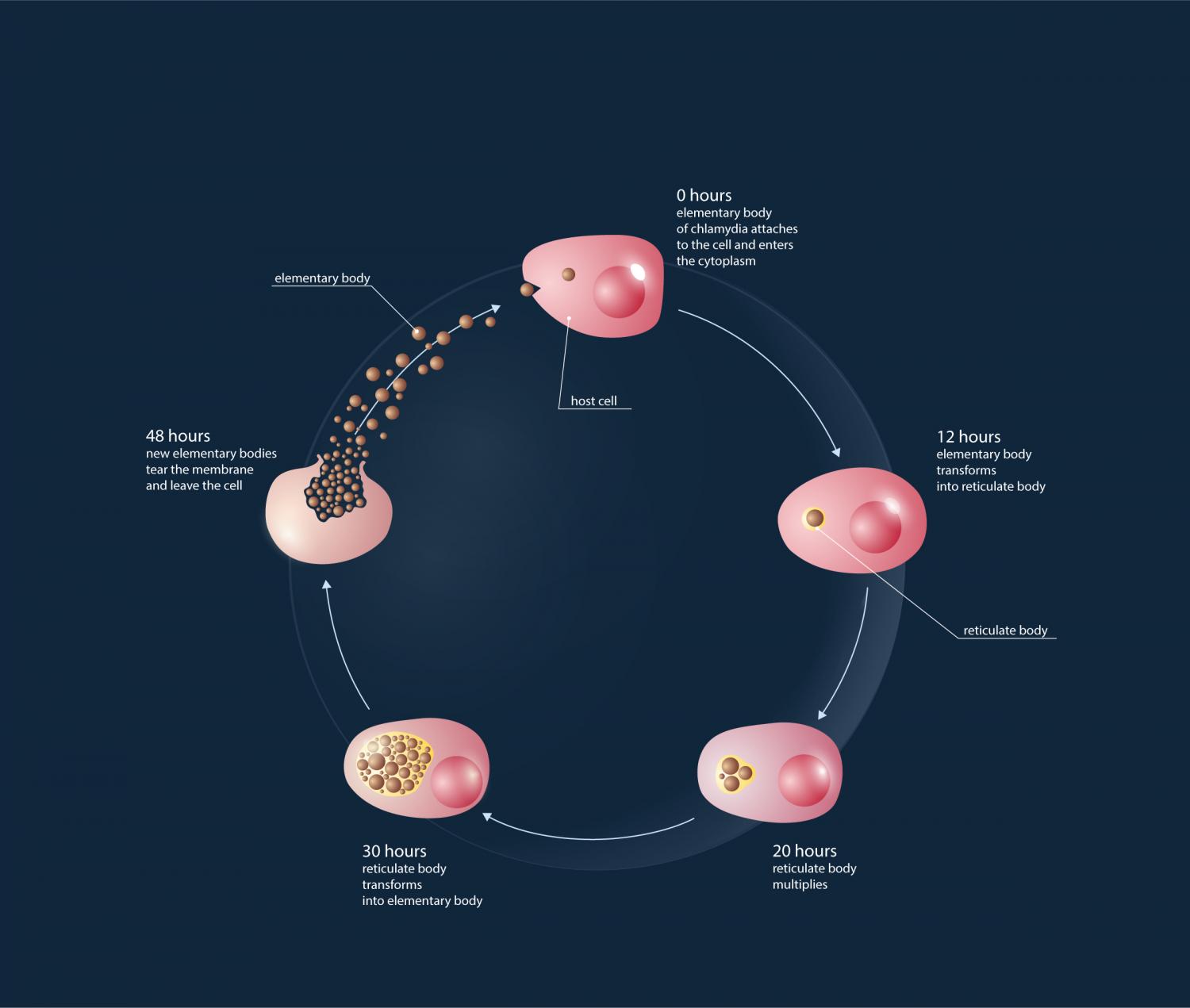 Infographic: How Chlamydia Evades Immune Detection, TS Digest