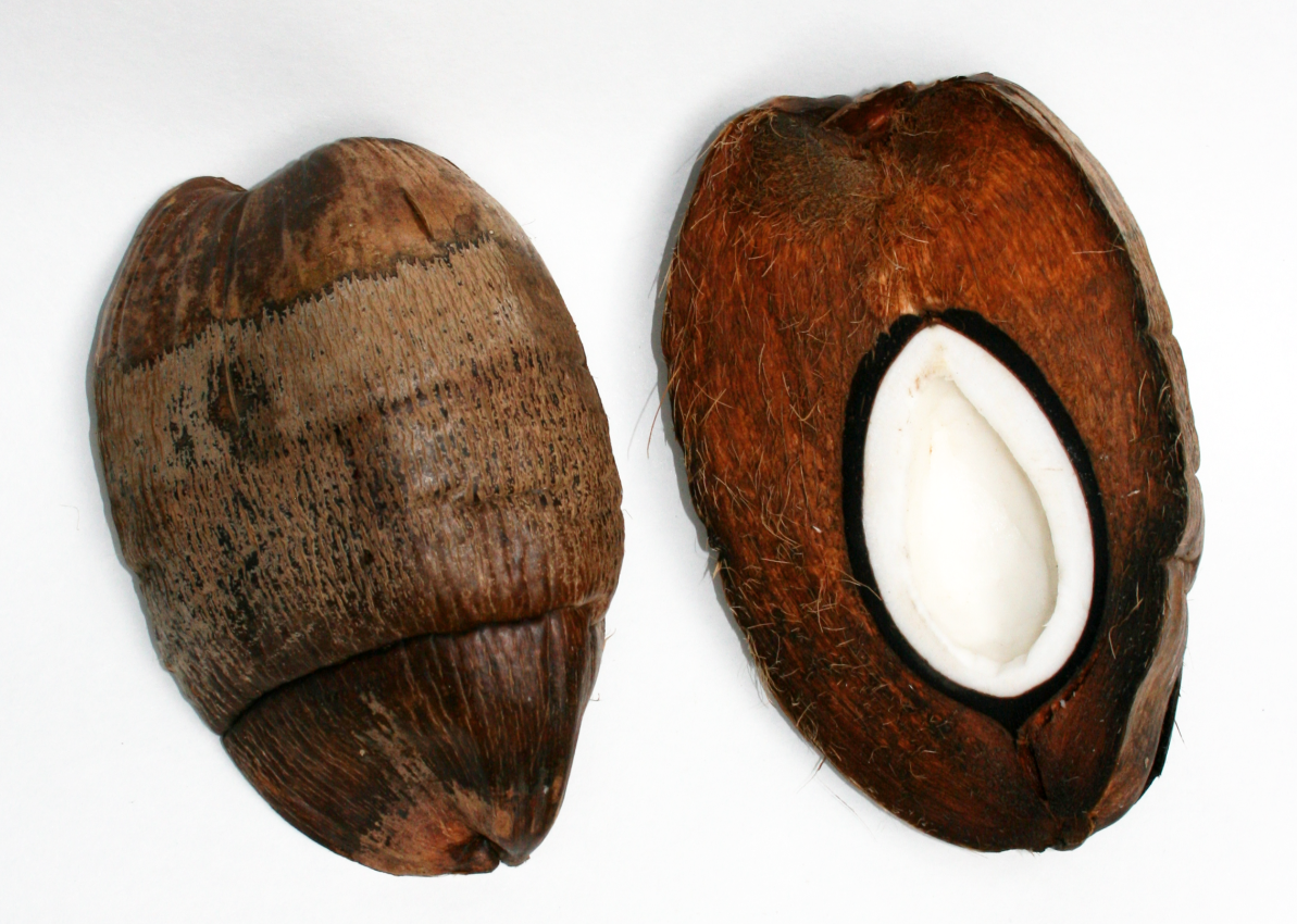Кожурой составить. Кокос строение плода. Строение плода кокосовой пальмы. Семена кокоса. Кокос орех.