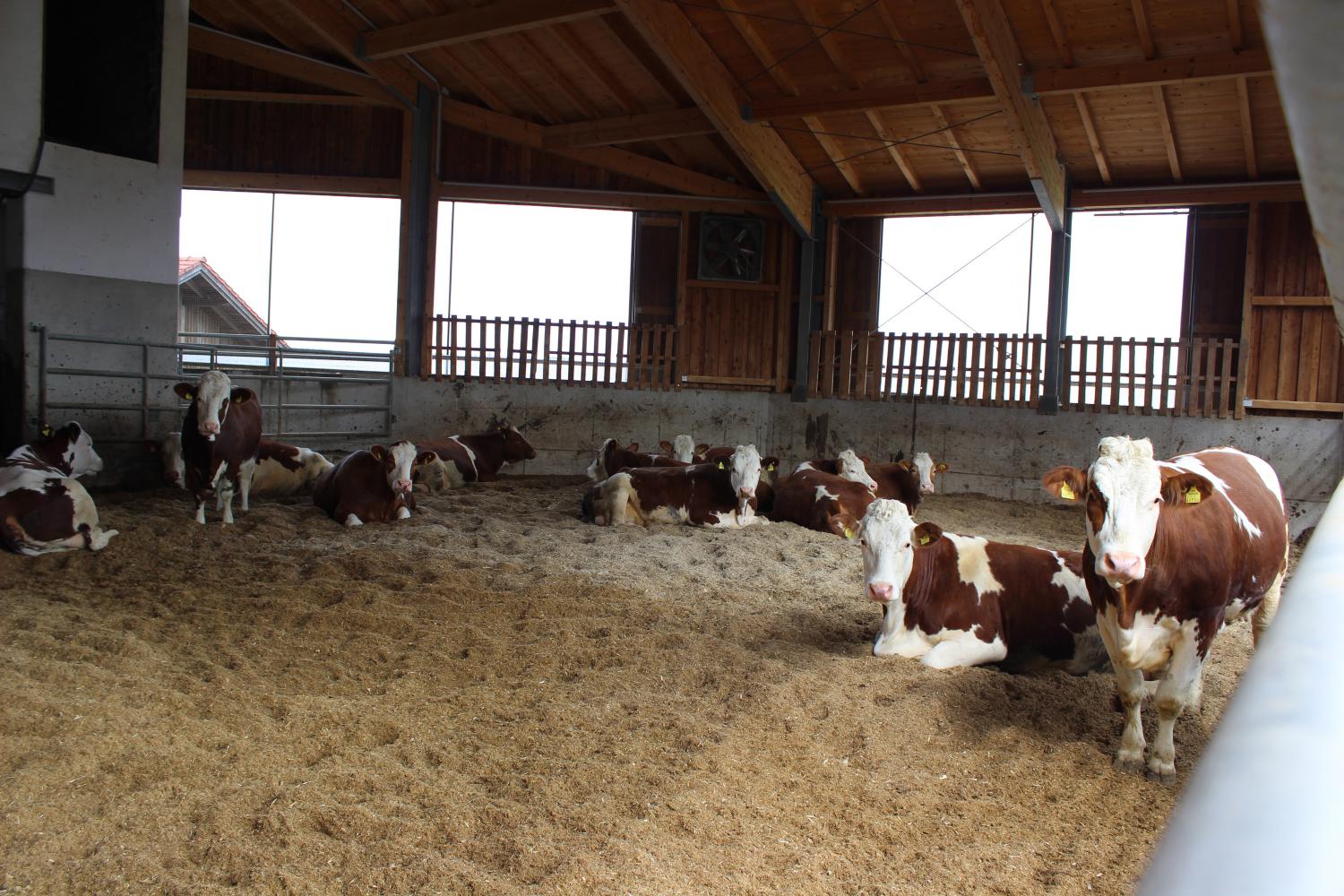 Compost Bedding Has Multiple Benefits For Dairy Cows