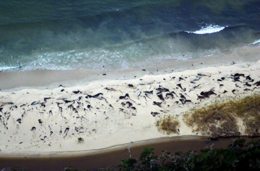 Encuentran 70 cadáveres de ballenas en Chile