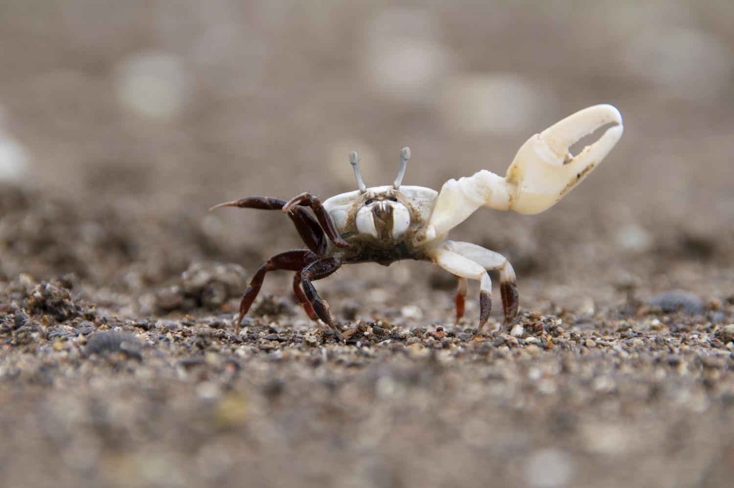 Male fiddler crabs produce female-luring vibrations in their burrows