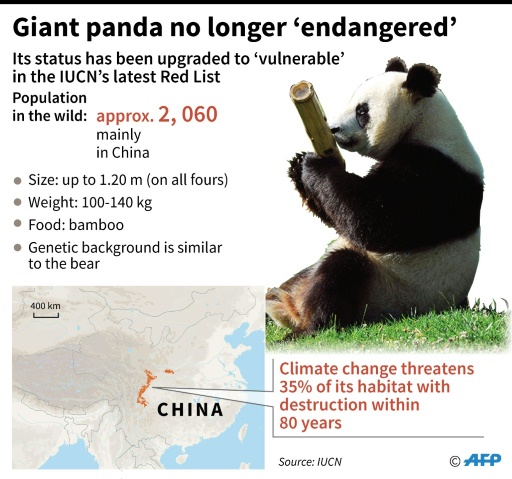 China removes giant pandas from endangered species list