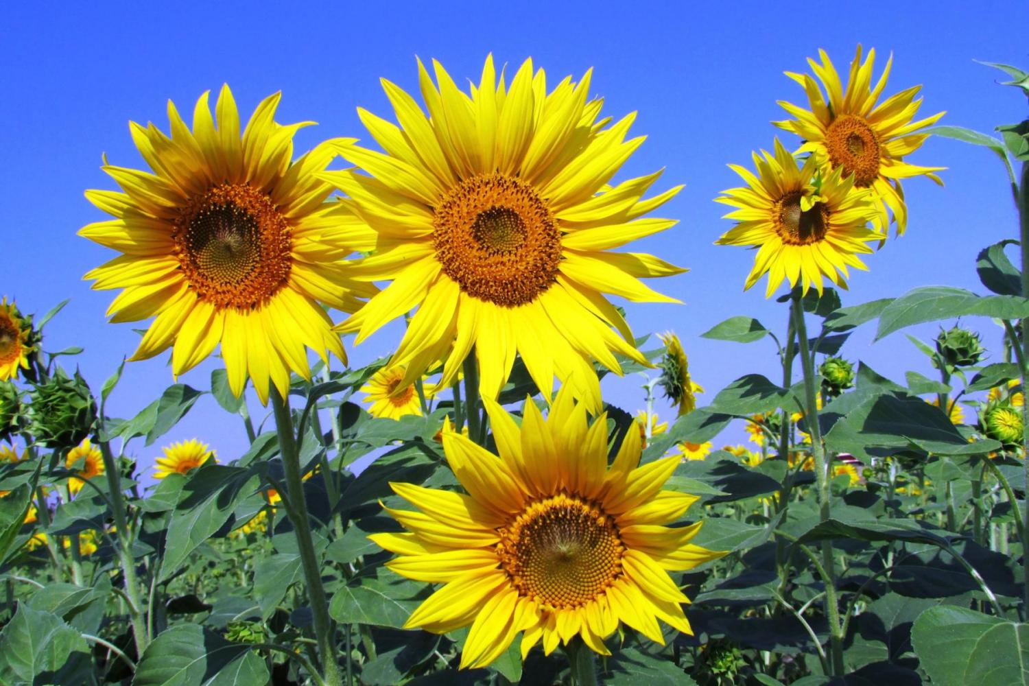 how-sunflowers-track-the-sun