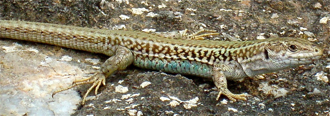 Lizards camouflage themselves by choosing rocks that best match the color  of their backs