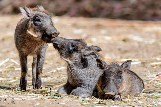 New Baby Warthogs Get Ready For Oakland Zoo Debut