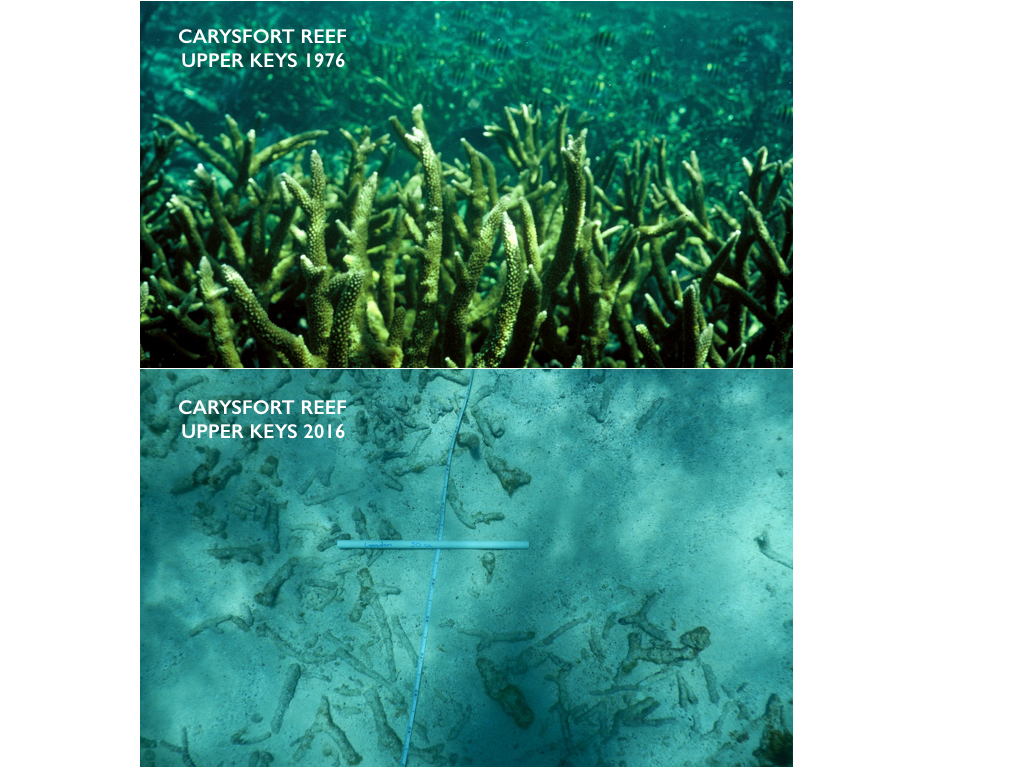 New study found ocean acidification may be impacting coral reefs in the  Florida keys