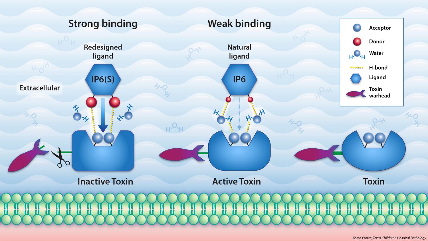 Receptor-ligand hydrogen bonds (green colour) and bumps (pink