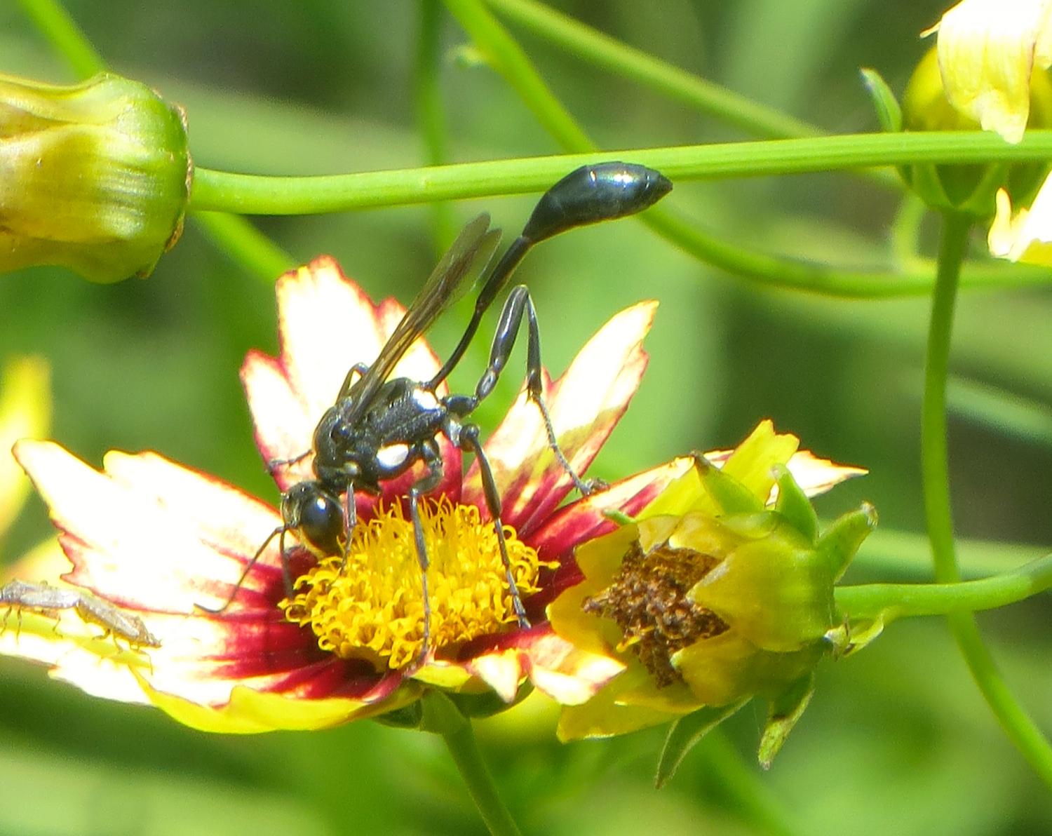 ornamental-plants-for-conserving-bees-beneficial-insects