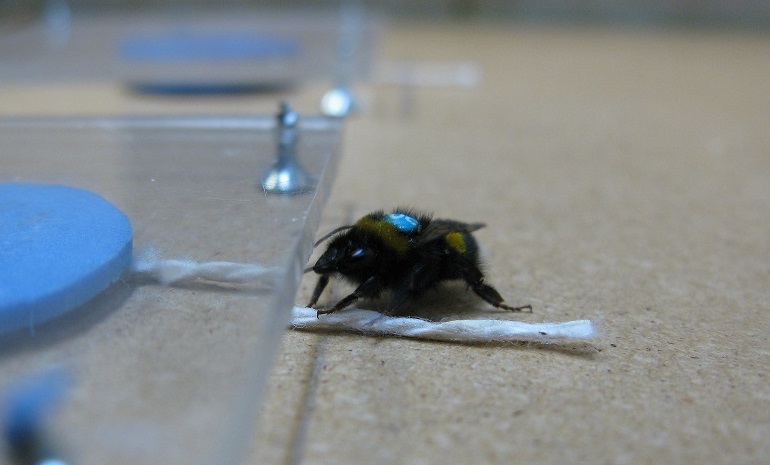 Problem-solving spreads both socially and culturally in bumblebees