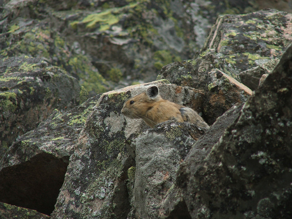 Pika in Rocky Mountain National Park