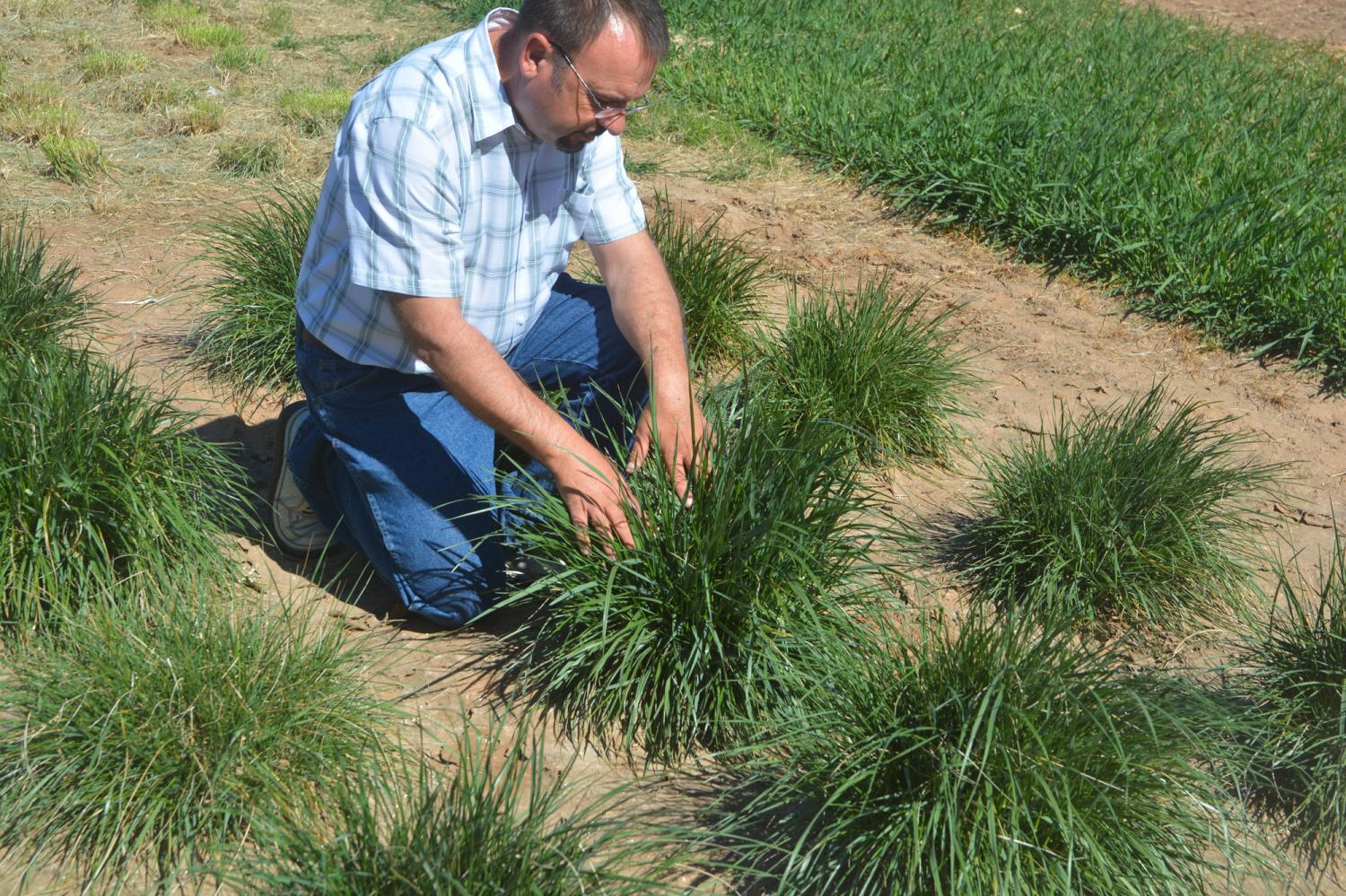 Great Plains challenged by climate variability - AgriLife Today