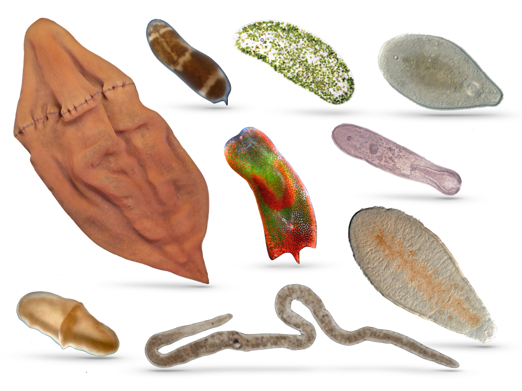 parasitic flatworms in humans
