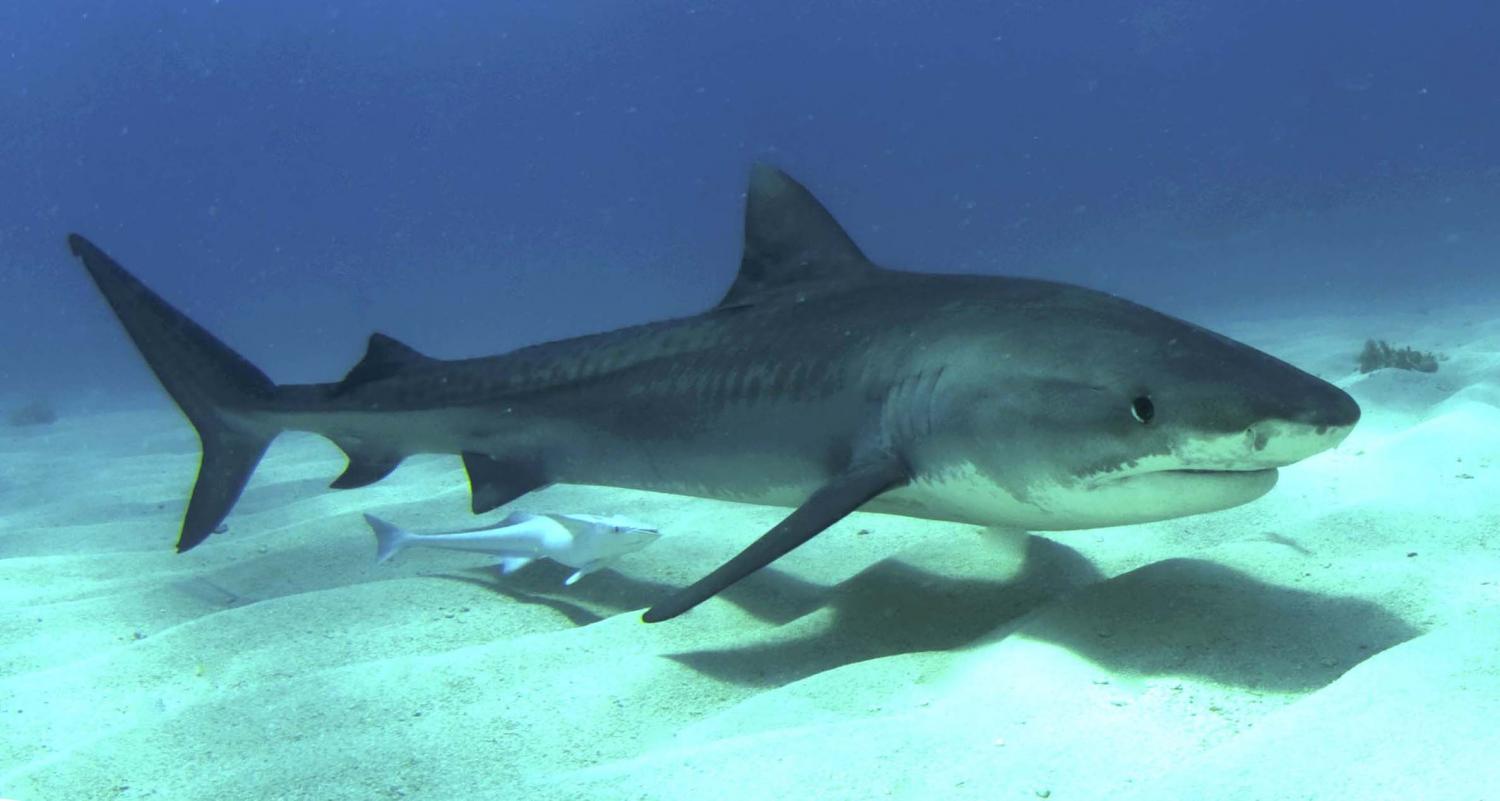 Australian scientists shocked as tiger shark regurgitates echidna