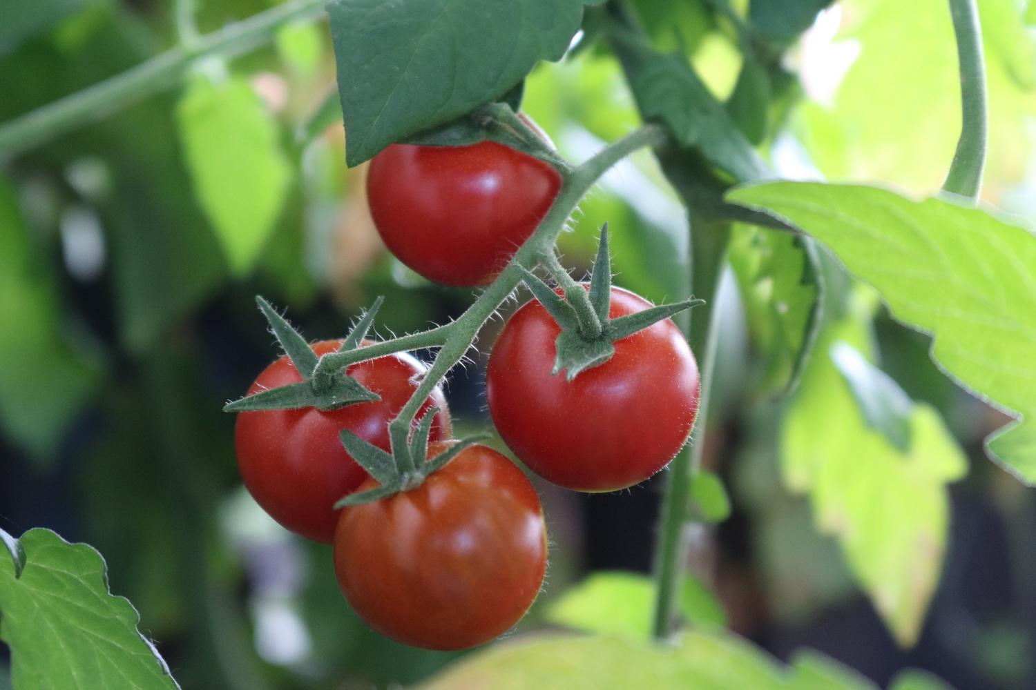 Tomato plants are more resistant against nematodes when colonized by a ...