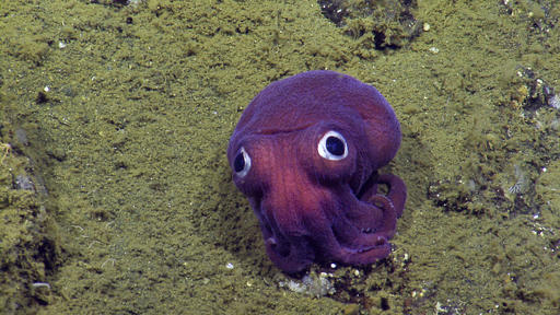 Undersea Surprise Big Eyed Squid Looks More Toy Than Animal