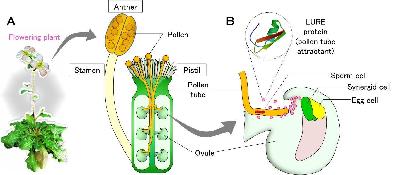 fertilization of egg cells by pollen from the same plant