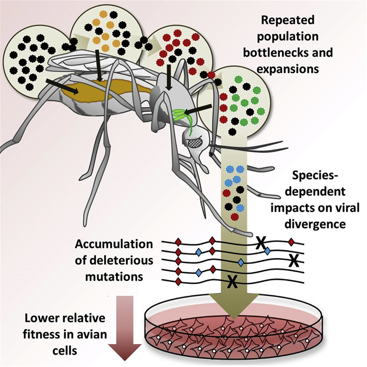 Virus evolution differs by species of mosquito carrier