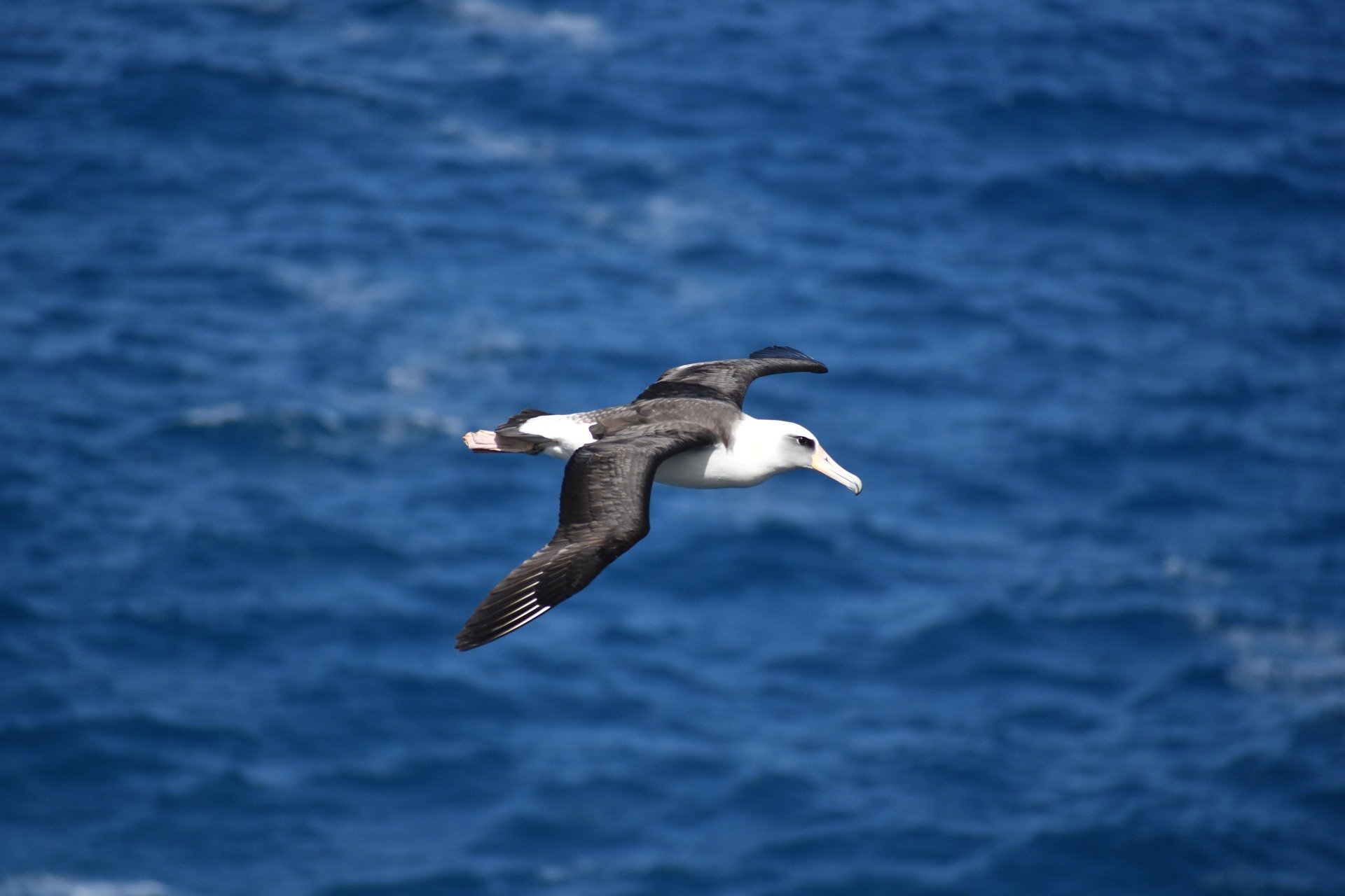 El vuelo dinámico no es solo para los albatros, muestran los investigadores