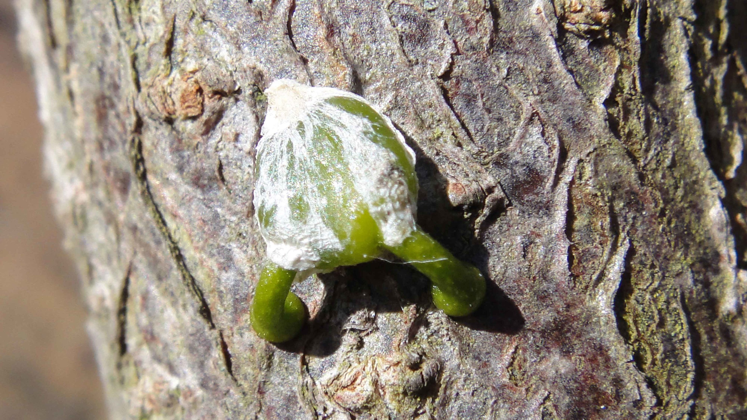 The KISStory of Mistletoe: Is Mistletoe a Semi-Parasitic?