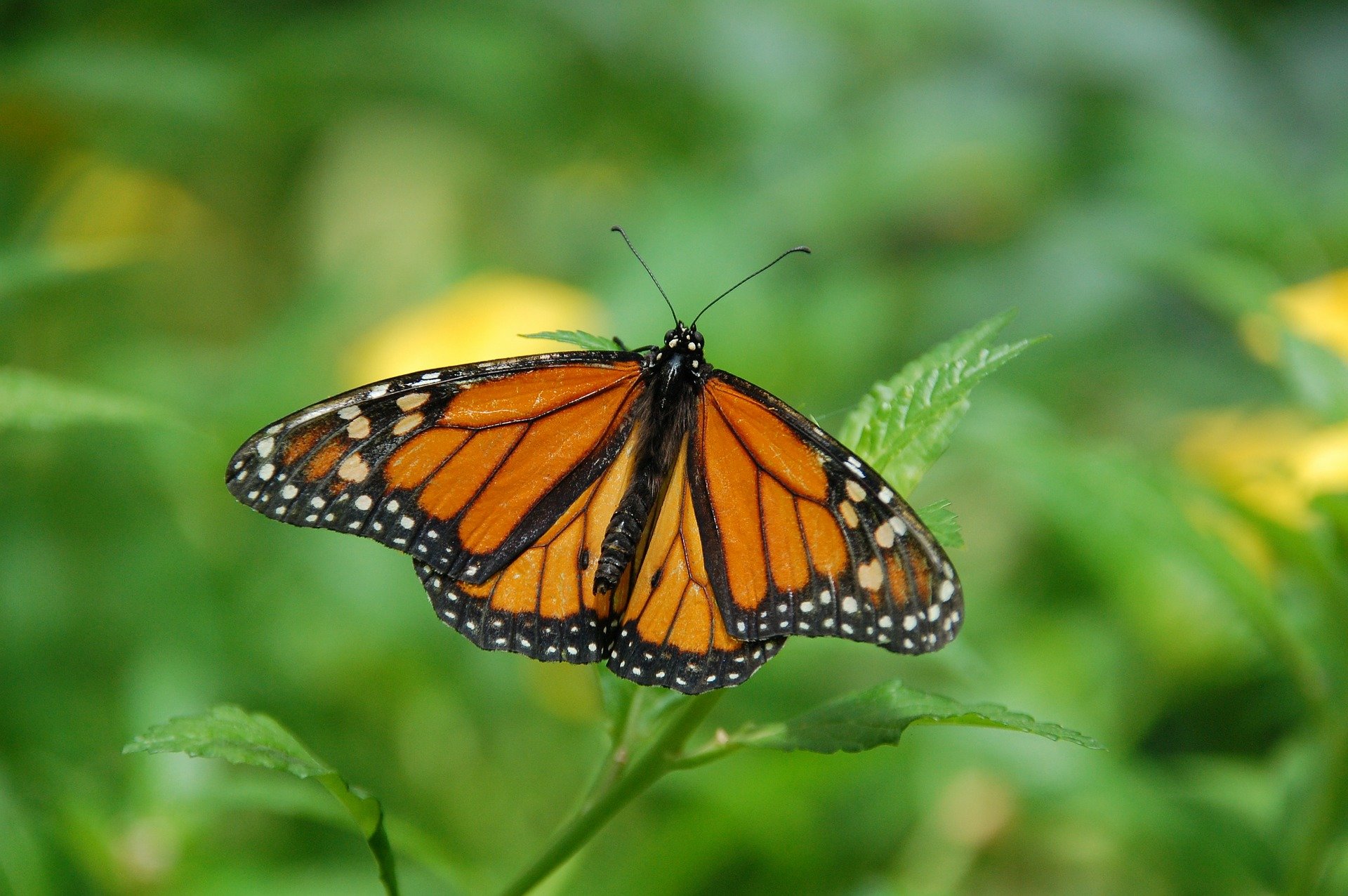App allows citizen scientists to contribute to monarch butterfly ...