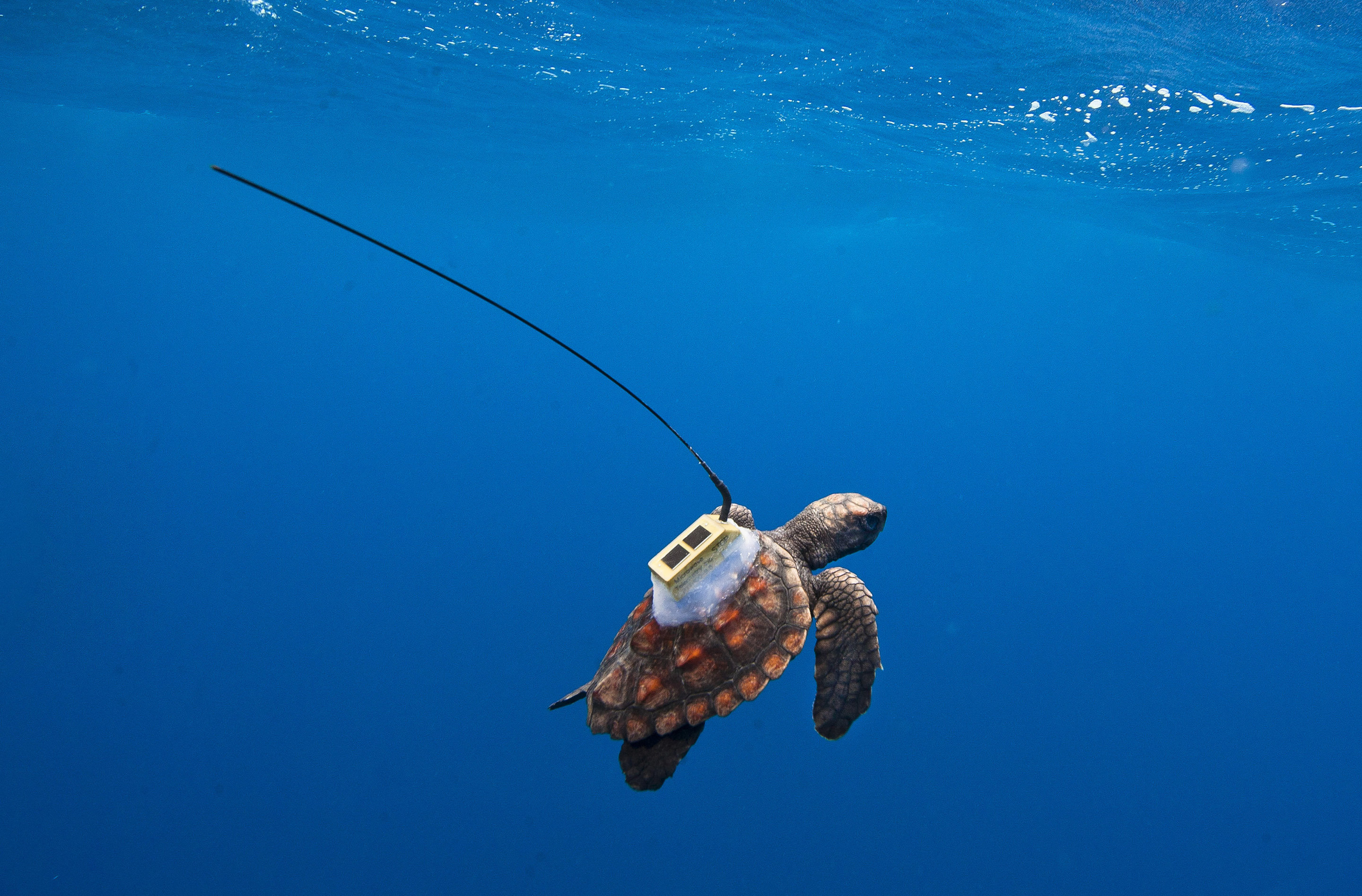 Satellite Tracking Provides Clues About South Atlantic Sea Turtles