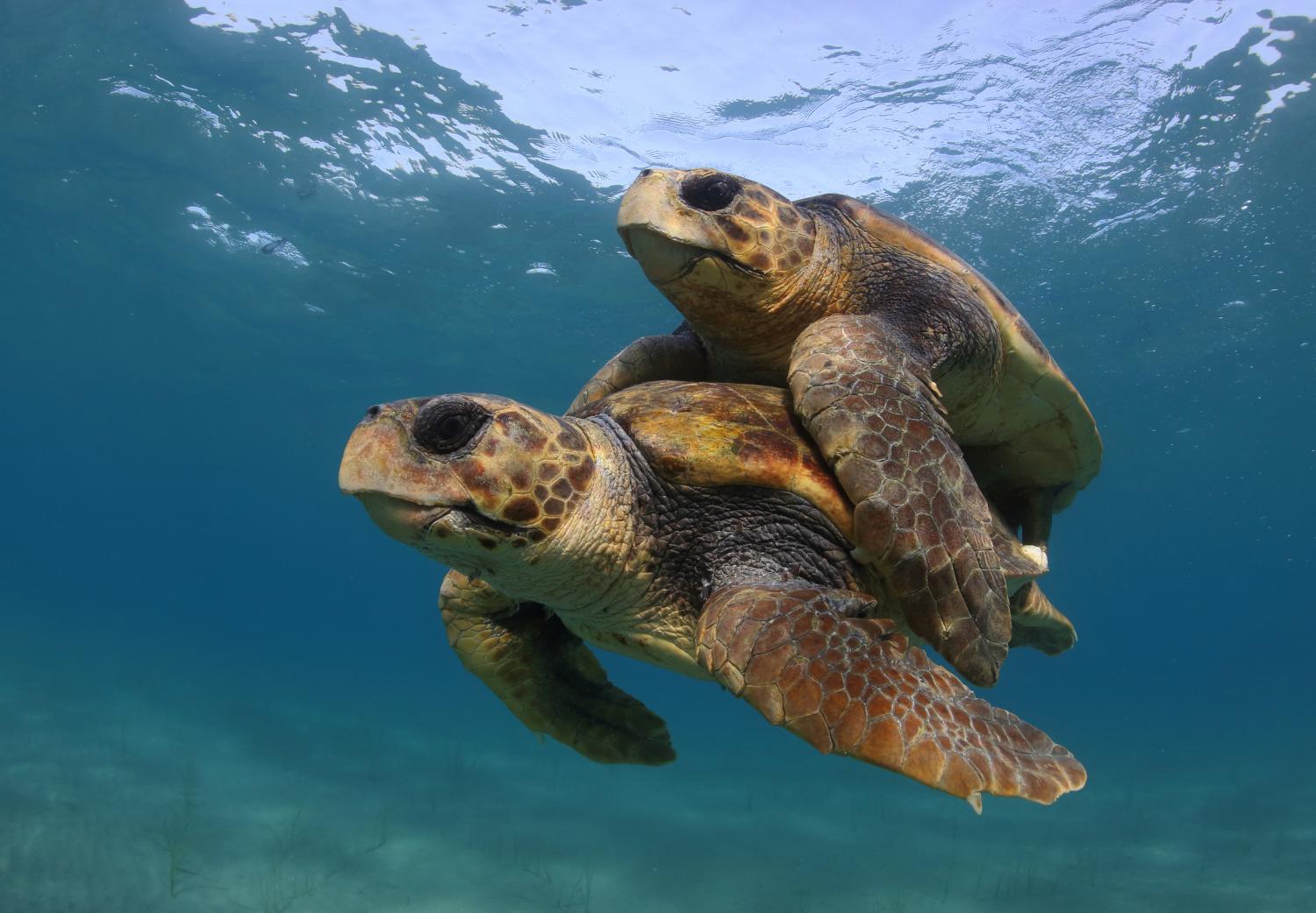 Warming temperatures threaten sea turtles.