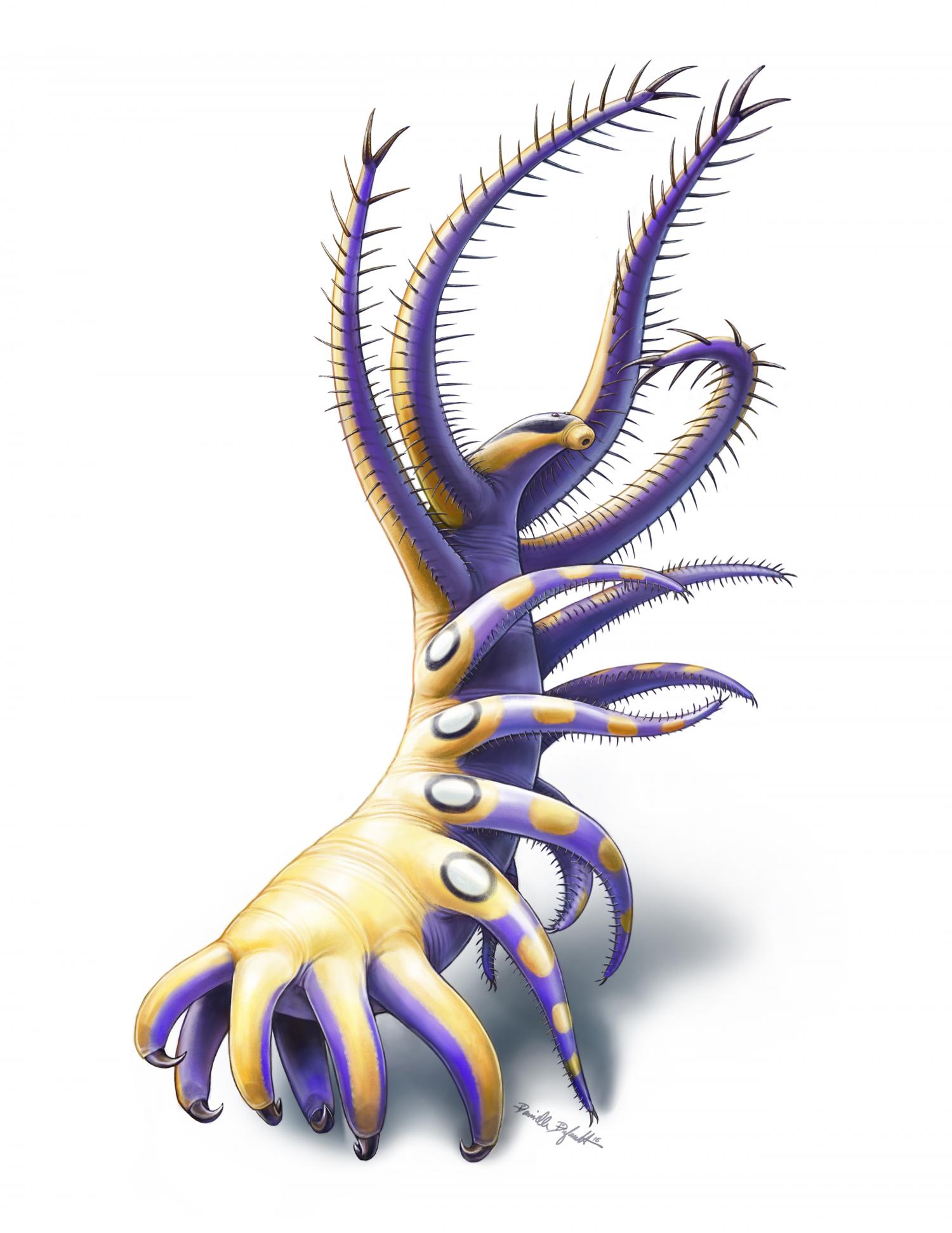 A scientificillustration of Ovatiovermis cribratusshows how this soft-bodied marine animal would have looked like with its front feeding limbs extended. Credit: Illustrated by Danielle Dufault, Royal Ontario Museum © Royal Ontario Museum
